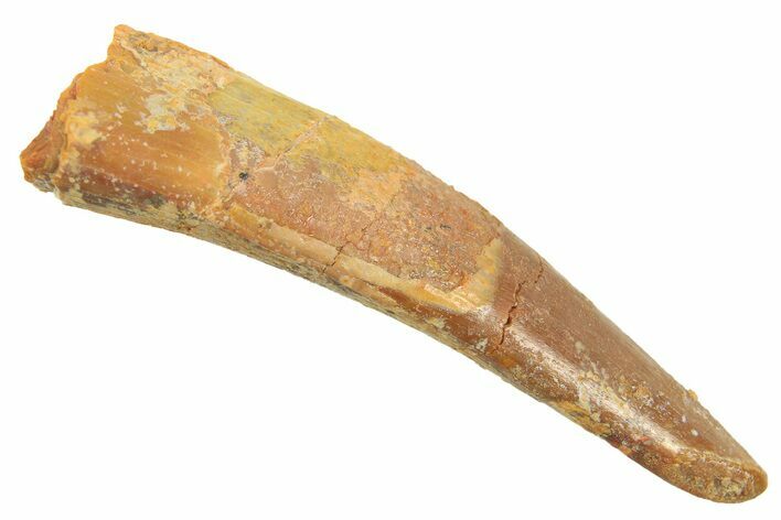 Fossil Pterosaur (Siroccopteryx) Tooth - Morocco #298559